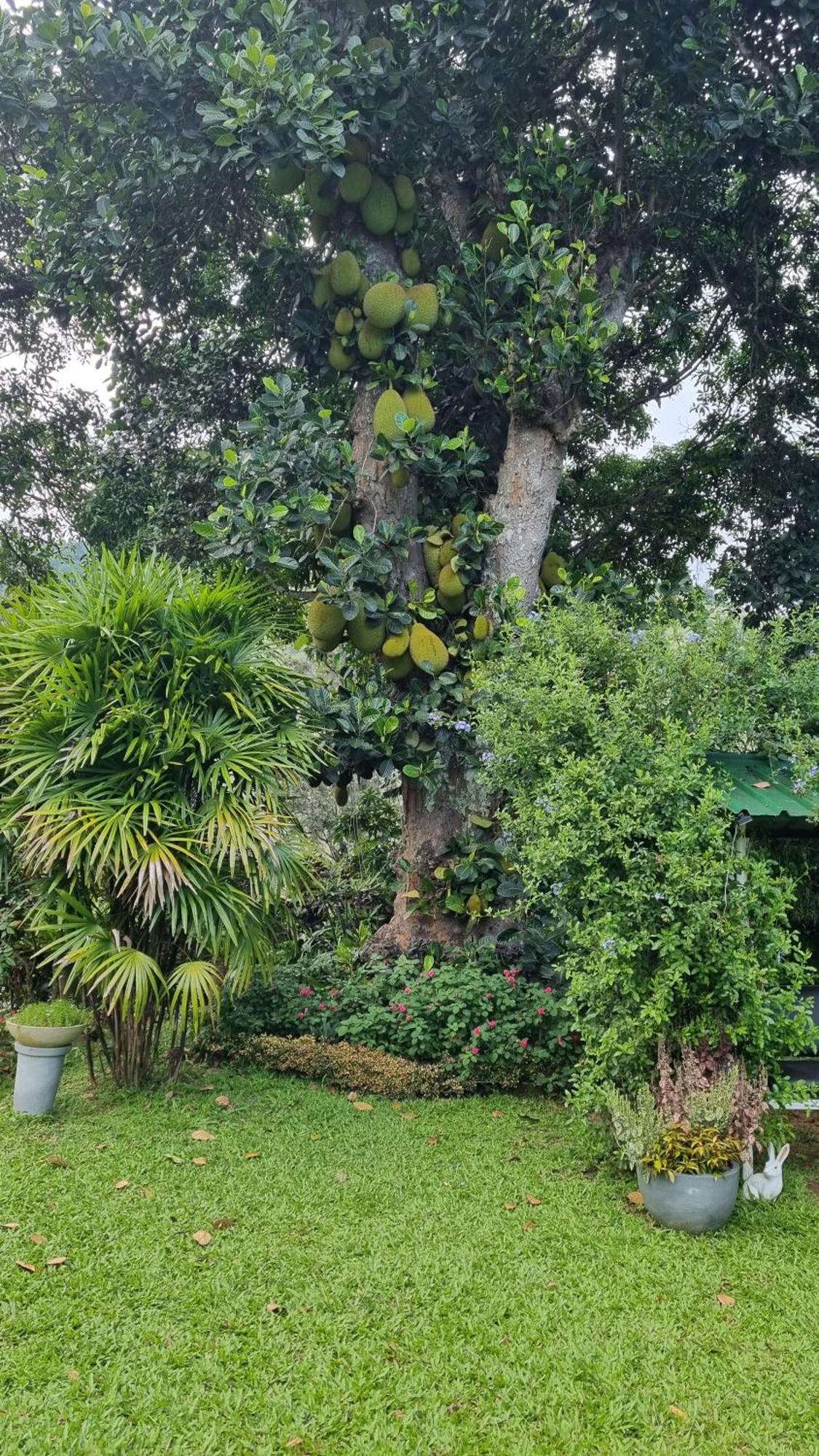 Sithara Estate Bungalow เอลลา ภายนอก รูปภาพ